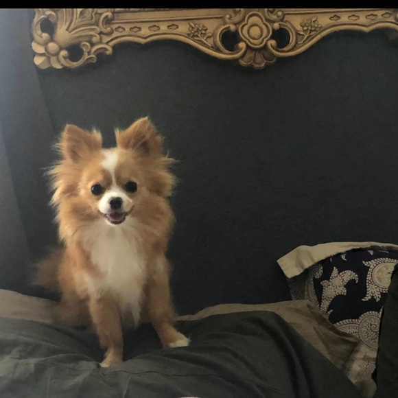 Meet your Posher, Julie and Mogwai 🐾 - Picture 5 of 11